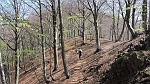 Stupendo bosco di faggi............